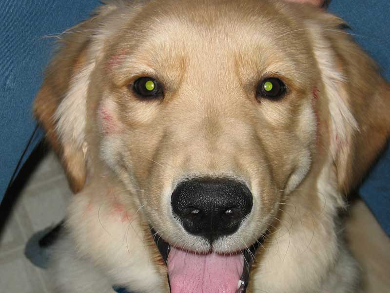 golden retrievers and allergies allergy flare up golden retrievers golden retriever forums golden retrievers and allergies allergy flare up golden retrievers golden retriever forums